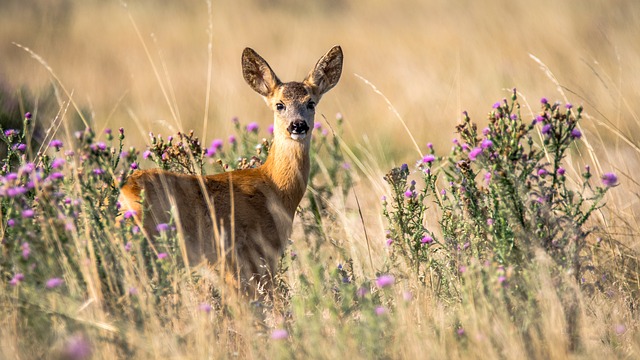 roe-deer-2615377 640 roe-deer-2615377 640