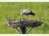 Storch HB 035 Storch HB 035