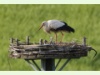 Storch HB 036 Storch HB 036