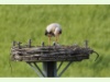 Storch HB 037 Storch HB 037