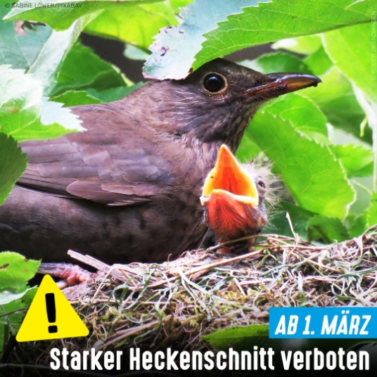 Heckenschnitt
