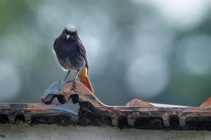 bird-8110834 1280
